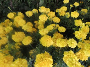 DSCN9279