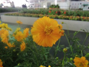 DSCN9287