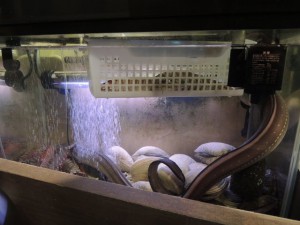 水槽