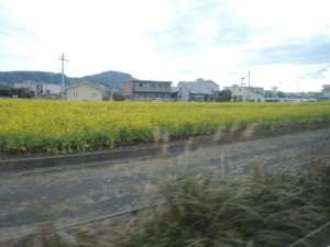 菜の花畑菜の花畑