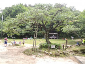 金剛桜