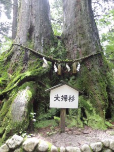 夫婦杉