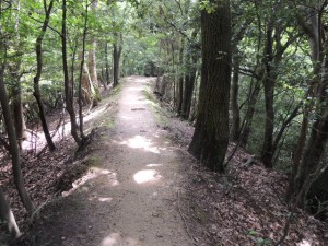 登山道２