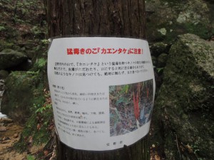 毒キノコ注意