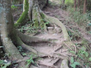 木の根