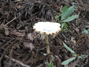 きのこ