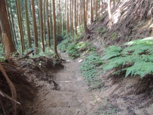登山道