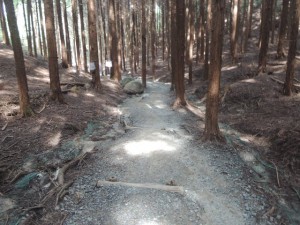 杉林の道