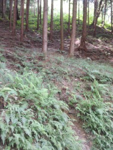 登り口