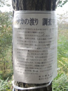 タカの渡り 調査中