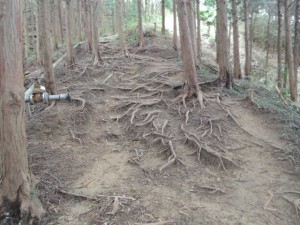 木の根道