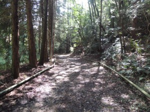 ハイキング道