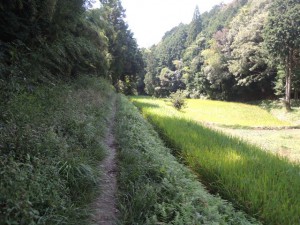 田んぼ