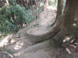 木の根