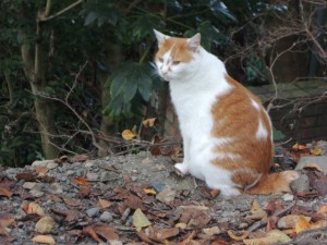 猫