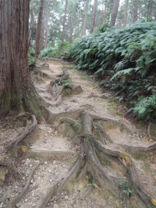 木の根道