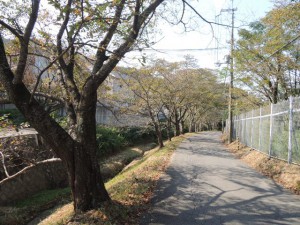 桜並木