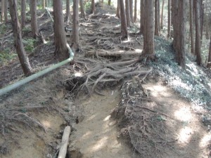 木の根道