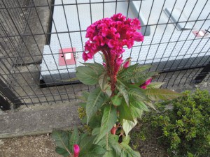 花壇