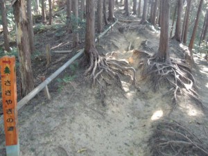 木の根道