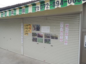 昆虫販売