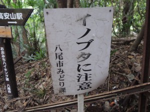 イノブタに注意