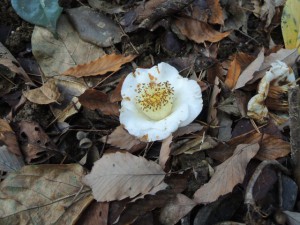 落ちた花
