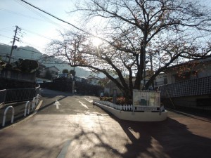 桜園路