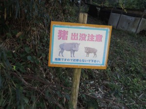 猪 出没注意