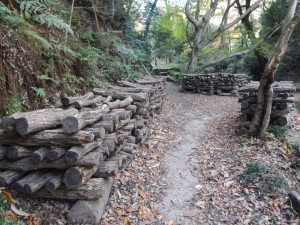 シイタケ栽培
