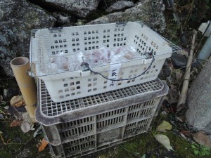 産直販売