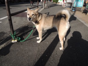 怖がりな犬
