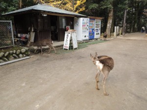 DSCN9253