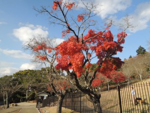 紅葉