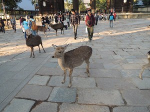 DSCN9459