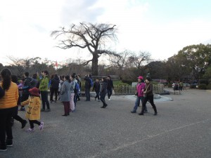 しだれ桜
