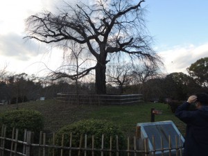 しだれ桜（拡大）