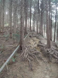 木の根道