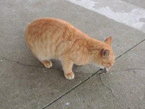 野良猫