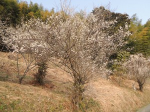 梅の花