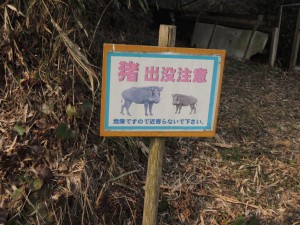 猪出没注意