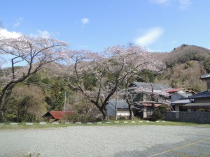 バス乗り場の桜