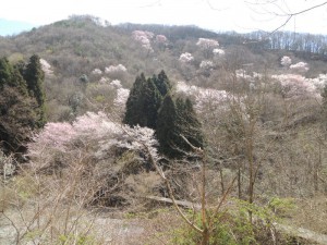 山桜