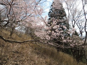 桜