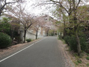 桜並木