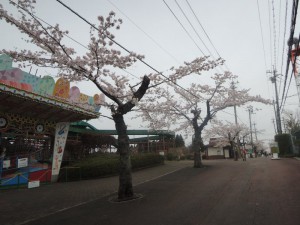 桜