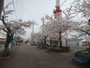 桜並木