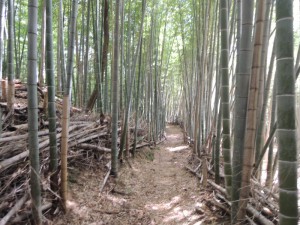 竹林の道