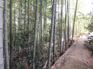 竹林