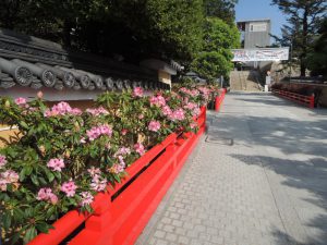 鉢植え